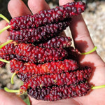 Mulberry Tree Live Plant 5 to 8 Inc Height, Sweet Mulberry Bush Live Plant, Mulberry Plant Live (Pakistan Mulberry)
