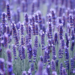 2 Fragrant Lavender Plants Live, Easy Care Decorative Lavender for Indoor Outdoor Gardens, 4-7 Inch Tall