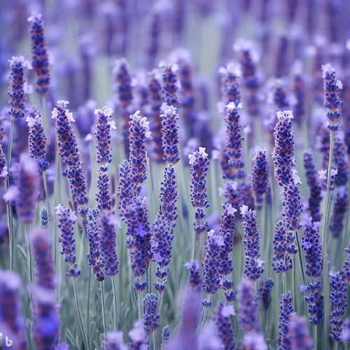 2 Fragrant Lavender Plants Live, Easy Care Decorative Lavender for Indoor Outdoor Gardens, 4-7 Inch Tall