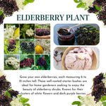 Black Elderberry Bush, Elderberries Plant Live for Planting, 6 to 12 Inch Tall, Fruit Tree Live Plant