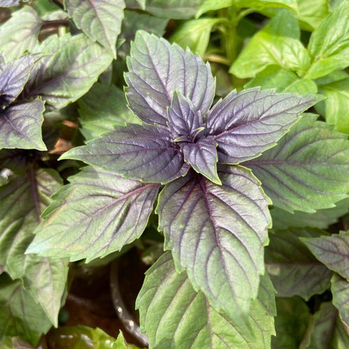 2 African Basil Plants 4–7" Tall, Live Herb Garden Plants for Patio, Containers and Backyard Landscaping