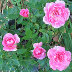 Rose Bush Live Plant, Heirloom Rose Plant Live for Planting, 5-8 Inch Height, Reblooming Shrub (Pink Rose)