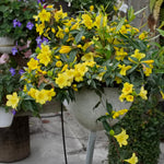 3 Yellow Carolina Jasmine Plants Live, 5 to 7 inches Long, Yellow Starter Climbing Jasmine Vines Plant Bare Root Flowers for Hedges Planting