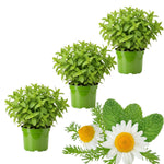 Set 3 Random Mint Plants Live, Indoor Outdoor Herbs Mixed Plants, Well-Rooted and Cold Hardy for Spring Garden