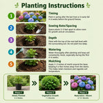 Green Hydrangea Plant Live in 2.5 Inch Pot, Vibrant Flowering Shrub for Garden, Patio Containers and Indoor Growing