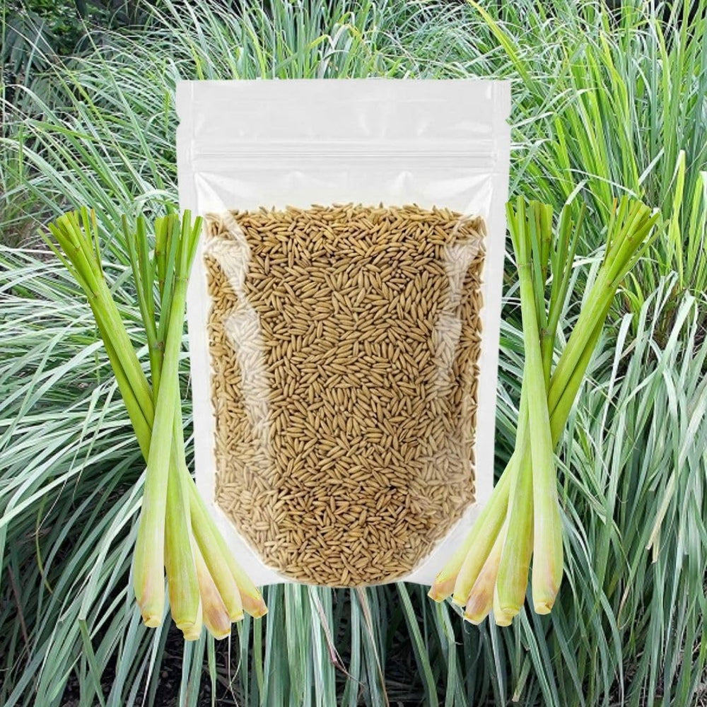 400 Lemongrass Herb Seeds, Lemongrass Seeds, Culinary Herb Seeds for Home Garden, Patio Pots and Containers