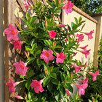 2 Pink Mandevilla Plants Live 4–7" Tall, Live Mandevilla Flowering Tropical Vines for Patio, Containers and Backyard Landscaping
