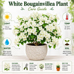 2 White Bougainvillea Live Plants, Hanging Basket Vine, 4-8 Inch Tall
