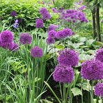 3 Allium Bulbs for Planting, Purple Ornamental Flower Bulbs, Allium Flower Bulbs for Garden Beds, Borders, Rock Gardens or Landscape Planting