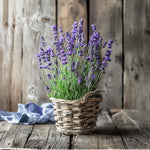 2 Phenomenal Lavender Plants 4–7" Tall, Fragrant Lavender Flowering Garden Plants for Patio, Containers and Backyard Landscaping
