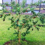 Black Surinam Cherry Tree Live Plant, 2-3 Feet in 1 Gallon Pot, Fast-Growing and Ready to Bear Fruit, High-yieding Outdoor Spring Planting, No CA