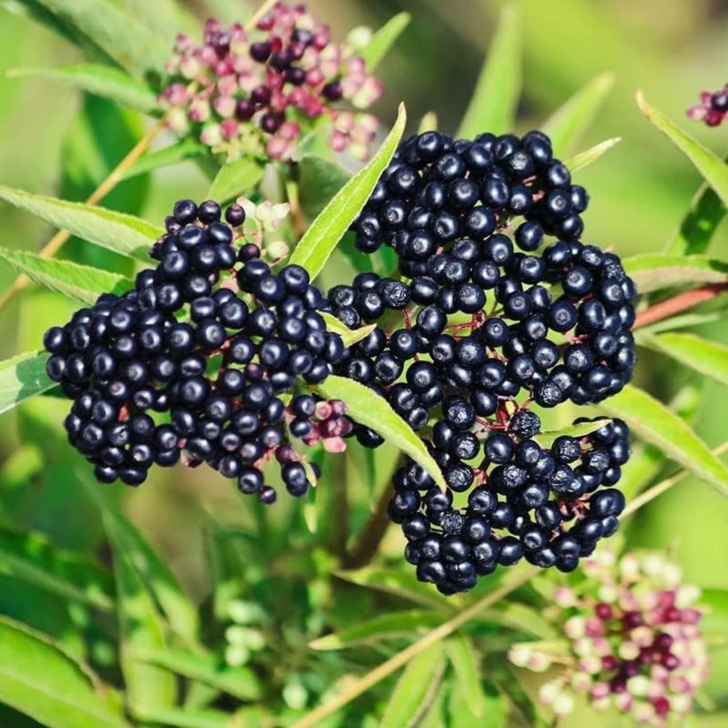 2 Black Elderberry Plants Live for Planting, 6 to 12 Inch Tall, American Elderberries Bush, Sweet Fruit Tree