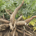 Pack 5 Yuca Cassava Cuttings, Sweet Manihot Stems Yuca Live Plant Cuttings for Planting, 5-7 Inches Tall