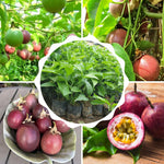 Purple Passionfruit Tree Live Plant, High Yield Passionfruit Vine, 5 to 9 Inch Tall Edible Passiflora Outdoor Garden, Perennial Coloful and Sweet Fruit