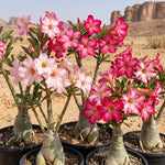 Pack 2 Desert Rose Plants Live, Hardy Adenium Obesum Succulent, Vibrant Blooms for Indoor and Outdoor 4-7 Inch (Pink)