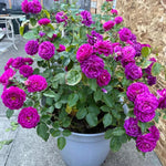 Climbing Roses Live Plants, Rose Bushes Ready to Planting, No Pot, Cut Back, Well Rooted, 6-8 Months Old (Purple)