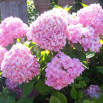 Set 2 Hydrangea Live Plants, Change Colors Hydrangea Bushes Shrubs Trees Live Plants in 4” Pot, Live Hydrangea Well Rooted for Planting (Pink to Blue and Purple)