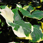 Green White Colocasia Elephant Ear Plants Live 4–7 Inches Tall, Taro Alocasia Tropical Foliage Plants for Outdoor Garden Home Decor