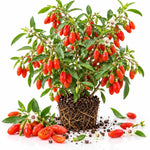 Red Goji Berry Live Plant, 5-9 Inch Tall, No Pot