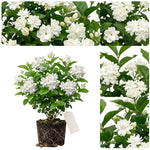 Maid of Orleans Jasmine Live Plant – Highly Fragrant White Flower Vine, Fragrant Indoor & Outdoor 4-6” Tall Decorative Plant