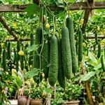 Luffa Plant Live, Live 2 Loofah Sponge Starter Plant from 4 to 6 Inches Tall, Climbing Vegetable for Outdoor Planting