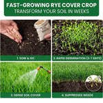 3lb Rye Cover Crop Seeds, Winter Rye Seeds for Garden Ground Cover and Seasonal Growing