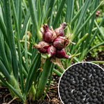 Set 200 Egyptian Walking Onion Seeds, Walking Onion Seeds for Planting, Perennial Hardy Onions Seed for Indoor Outdoor Growing