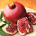 Starter Red Pomegranate Tree Live Plant, Cold Hardy Red Pomegranate 5-9" for Home Garden, Edible Fruit Trees, 5 Months Old