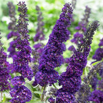 2 Vibrant Buddleia Butterfly Bush Plants Live, Butterfly Bushes Plant for Outdoor Garden, 5 to 9 Inch Tall Perennial Coloful Flowers Plant, No Pot (Random)