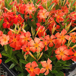 2 Dipladenia Bushes Flower Plants, Pink Flowering Plants, 4-8 Inches, Outdoor Growing