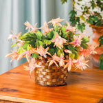 2 Salmon Christmas Cactus Plants, Thanksgiving Cactus 3-6 Inch Tall, Winter Succulents Flowers Container Hanging Basket Indoor Outdoor Planting
