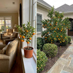 Satsuma Mandarin Fruit Tree Live Plant, Citrus Mandarin Tree in 1 Gallon Pot, Edible Fruit Plant, Compact Fruiting Tree for Garden