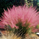 2 Pink Muhly Grass Plants Live, 5-9 Inch Tall Hardy Ornamental Grass Live Plants for Landscaping and Borders