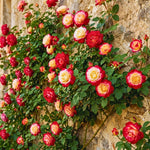 Roses Live Plant, Climbing Rose Plant Live from 5'' Tall, Bush Shrub Plants, Fragrant Flower Garden (Yellow Red)