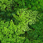 Set of 20 Maidenhair Fern Roots, 4 to 6 Inc Fern Plant Live for Growing