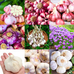 1/2 LB Mixed Garlic Bulbs for Planting in Fall, High Yield Hardneck Garlic Cloves Seeds, Fresh, Cold Hardy and Fast Growing, Various Varieties
