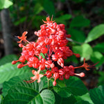 Random Clerodendrum Plants 4–7" Tall, Live Flowering Garden Plants for Patio, Containers and Backyard Landscaping