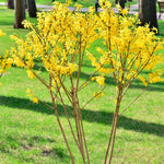 Yellow Forsythia Plant in 4'' Pot, Bright Yellow Spring Blooms, Hardy Shrub for Gardens and Hedges, Starter Plant 6-10 Inches