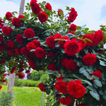 Roses Live Plant, Climbing Rose Plant Live from 5'' Tall, Bush Shrub Plants, Fragrant Flower Garden (Don Juan Red)