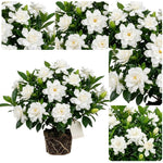 Frostproof Jasmine Live Plant – Sweetly Fragrant White Flower Vine, Fragrant Indoor & Outdoor 4-6” Tall Decorative Plant