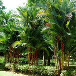 Live Palm Tree Plant in 3 Gallon Pot, No CA, Large Fully Rooted Size, Ready to Plant for Home Décor Indoor Outdoor Landscape, Rare Palm Trees, Red Crownshaft Palm