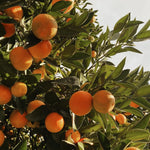 Satsuma Mandarin Tree Live Plant, Sweet Tangerine Citrus Tree in 1 Gallon Pot, Suitable for Patio or Outdoor Garden Growing