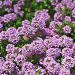 12000 Mix Creeping Thyme Seeds, Fragrant Creeping Thyme Seed, Groundcover Seeds for Planting Garden Paths, Rock Gardens and Landscape Borders