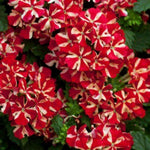 Set 2 Verbena Live Plants, Perennial Verbena Flowers, Long-Lasting, Hardy Flowering Plant for Planting (Red White)