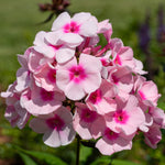 Upright Phlox Live Plant 4-7 Inches, Garden Phlox Perennial Flower Starter for Outdoor Garden, Random Color Plants
