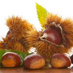 2 Bare Root Chestnut Trees Live, 2–3 Ft Dormant Seedlings, Cold Hardy Nut Trees for Outdoor Planting Spring