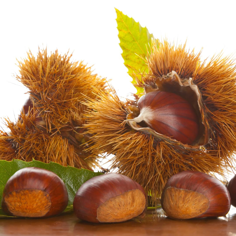 2 Bare Root Chestnut Trees Live, 2–3 Ft Dormant Seedlings, Cold Hardy Nut Trees for Outdoor Planting Spring