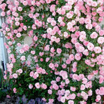 Climbing Roses Live Plants, Well Rooted 5-9" Tall, No Leaf, Ready to Plant Indoor Outdoor, Climber Rose Bush, Hybrid Tea Rose Like, Very Fragrant, Long Bloomer (New Dawn Pink)