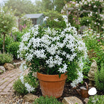 2 Star Jasmine Plant Live, Jasmine Flower Plants Fragrant Perennial Vine Garden, 4-7'' Tall
