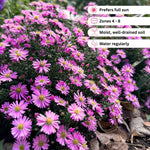 Aster Plants Live, Asters Perennial Live Plants, Vibrant Pink Blooms, 5 to 7 Inches Tall, Ideal for Indoor Outdoor Gardening